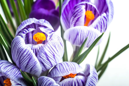 Purple crocus saffron flowers on white background. Macro.