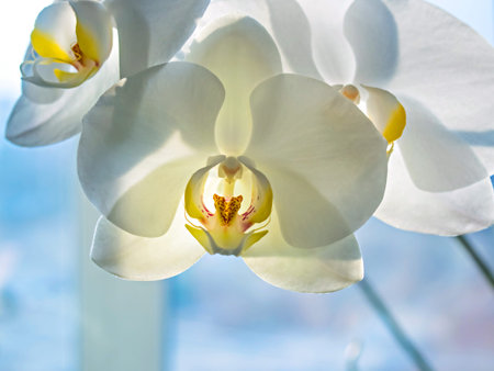 Flowers of white phalaenopsis orchids on the windowsill. Close view.