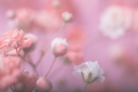 Blurred pink floral background. Gypsophila flowers close-up.の写真素材