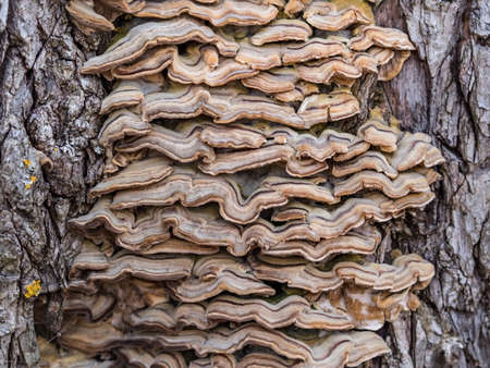 Tree mushroom close up. Interesting texture. Wavy background.の写真素材