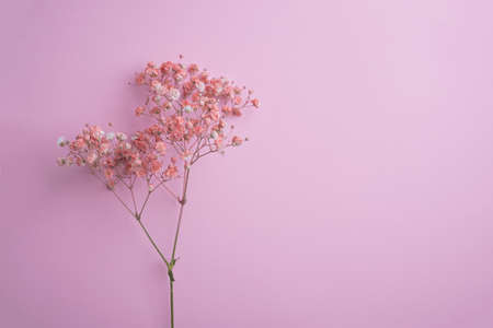 Pink floral background. Gypsophila flowers. Copy space.の写真素材