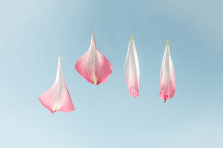 Creative arrangement with pink alstroemeria petals against light blue background. Minimal nature...