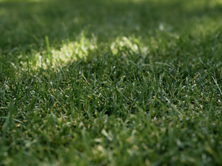Close-up green grass background texture, green lawn pattern and texture background. Selective focus.