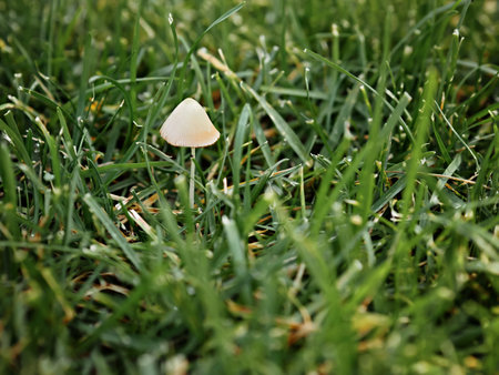 Close-up green grass and toadstool mushroom on a thin stem. Selective focus.の写真素材