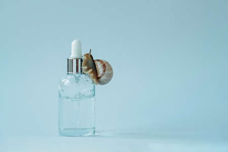 Snails are crawling on a glass bottle of face serum with snail mucin.の写真素材