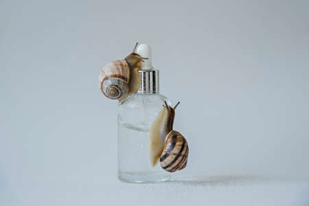 Snails are crawling on a glass bottle of face serum with snail mucin.の写真素材