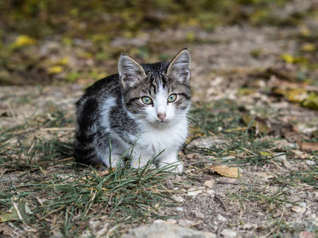 Small gray mongrel kitten on the grassの写真素材