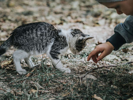 The child plays with a homeless kittenの写真素材