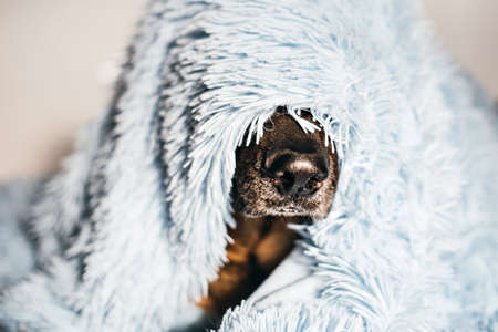 A dog of breed German shepherd covered with a blanket. Selective focus.の写真素材