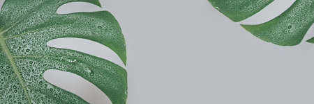 Banner tropical leaves monstera with drops on gray background. Copy space. Place for text.の写真素材