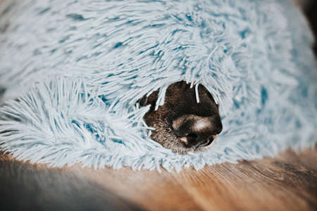 A dog of breed German shepherd covered with a blanket. Selective focus.の写真素材