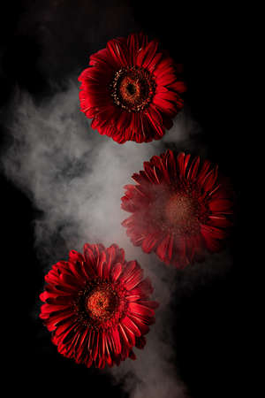 Three red gerbera flowers in smoke on a black background. Copy space.の写真素材