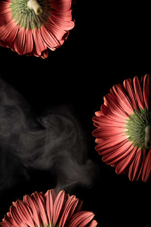 Three red gerbera flowers in smoke on a black background.の写真素材