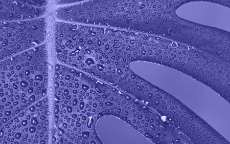 Tropical lavender purple leaves monstera with drops on gray background.の写真素材