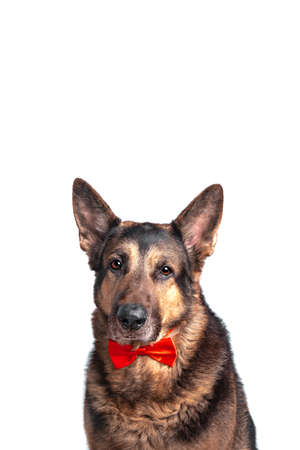 Sheepdog breed dog is dressed in a red bow tie isolated on white background. Funny pet. Valentine's day concept. copyspace.の写真素材