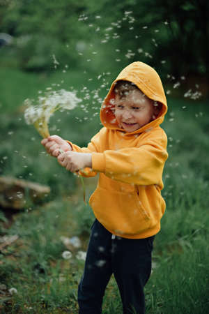 A little boy in a yellow sweatshirt blows on a bouquet dandelions.の写真素材