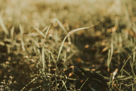Grassy background in the rays of the sun.