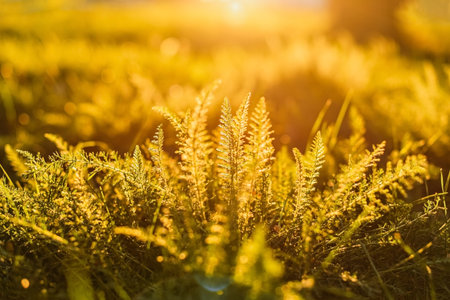 Grassy background in the rays of the sun.