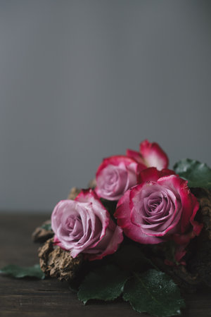 Flower arrangement of pale pink roses with a driftwood on a wooden table under falling snow on a gray background. Copy space. Place for text.の写真素材
