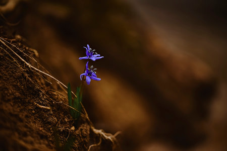 Beautiful spring background with a spring primrose blueberry flowers in a forest in nature. Delicate elegant image of the harmony of colors in the nature. Copy space.の写真素材