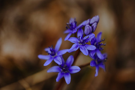 Beautiful spring background with a spring primrose blueberry flowers in a forest in nature. Delicate elegant image of the harmony of colors in the nature. Copy space.の写真素材