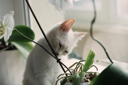 White domestic cute cat gnaws green leaves of a houseplant in a pot.の写真素材