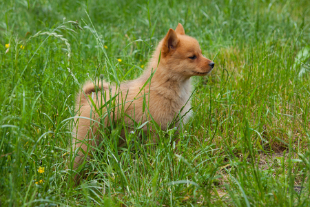 Puppy on the grassの写真素材
