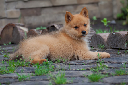 Puppy on the grass and stumpsの写真素材