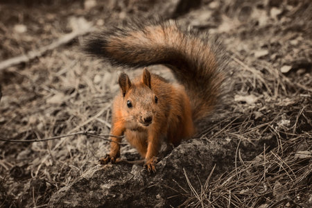 Red squirrel seating on the earth
