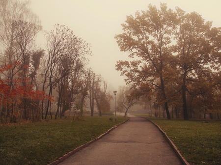 a park in the fog and autumn trees.の写真素材