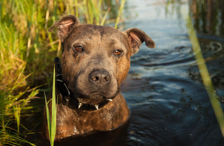 Staffordshire Terrier hunting in the waterの写真素材