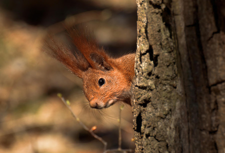 The red squirrel near tree in the forestの写真素材