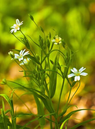 white flowers in the grass.の写真素材