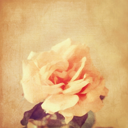art floral vintage background with pink rose  in sepiaの写真素材