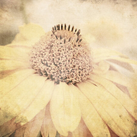 art floral vintage sepia background with one light yellow chamomile, macroの写真素材