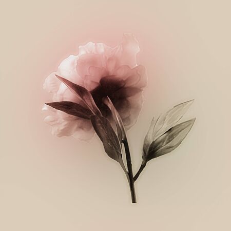 art vintage watercolor blurred floral pattern with pink peony isolated onlight golden background with space for textの写真素材