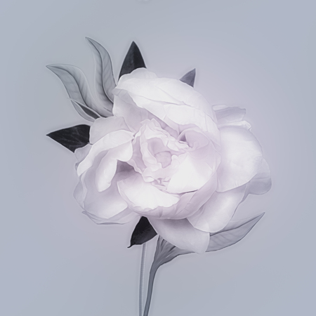 art monochrome vintage watercolor blurred floral pattern with white peony isolated on light blue background with space for textの写真素材