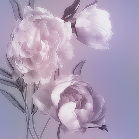 art vintage monochrome watercolor blurred floral pattern with pink and white peonies isolated on lilac background with space for textの写真素材