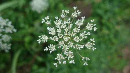 Close up of the white flowers of wild carrot (Allium giganteum)の写真素材