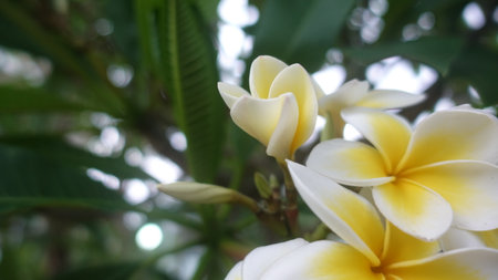 Plumeria flower on tree in garden. White and yellow flower.の写真素材