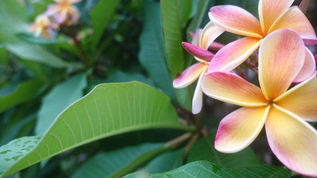 Frangipani or Plumeria flowers blooming in the gardenの写真素材