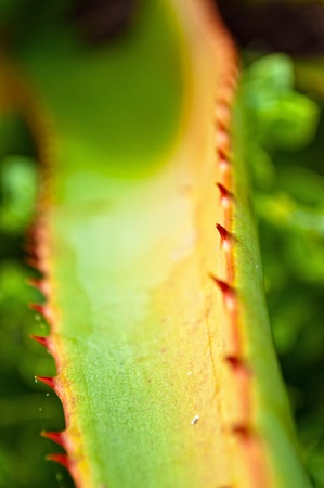 Green Aloe plant with red thornsの写真素材