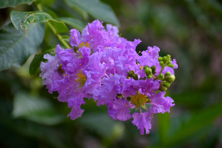 beautiful gift of nature violet flower with yellow pollen in a treeの写真素材