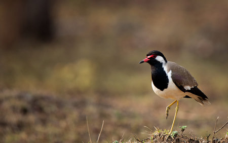 a small black and white beautiful bird walking on the ground
