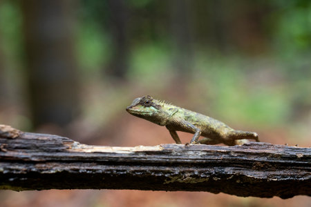 raoux forest lizard sitting on a wooden tree with green background