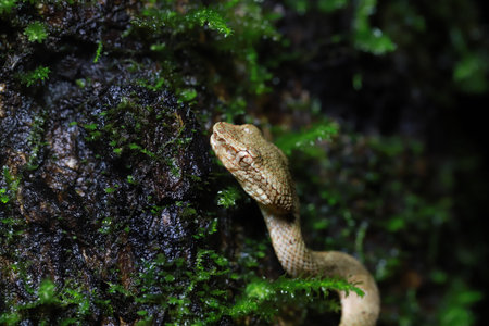 a himalayan pit viper snake in the dense forest in the himalayas