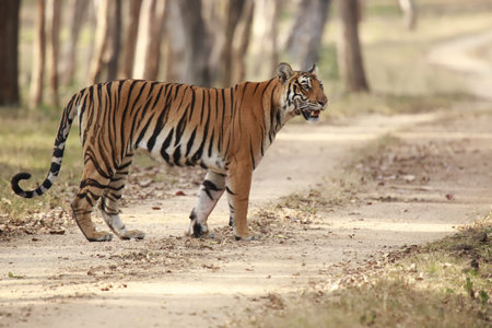 an isolated royal bengal tiger in the woods of the sundarbans in bengal of india