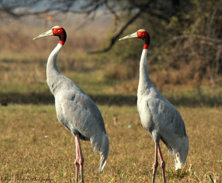 two red headed tall birds in the forest of western ghatsの写真素材