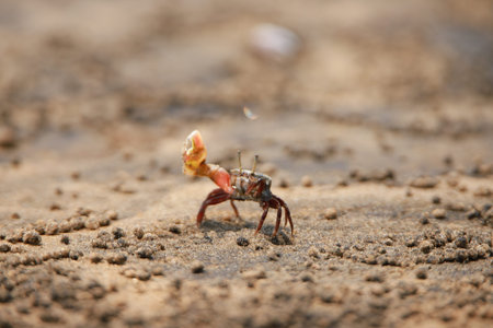 a beautiful red crab sitting on the sand near the sea shore