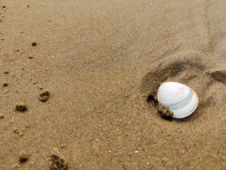 Shells on the sand of the beach. Shallow depth of field.